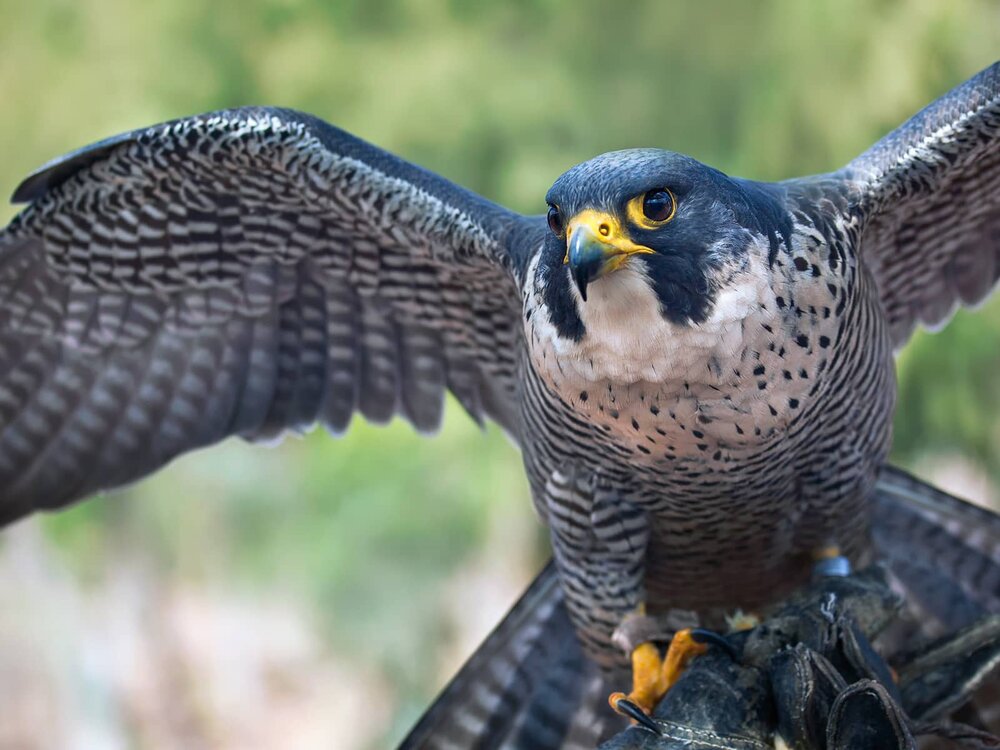 peregrine falcon