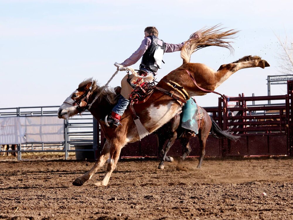 rodeo horse