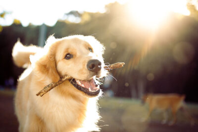 Dog carrying a stick