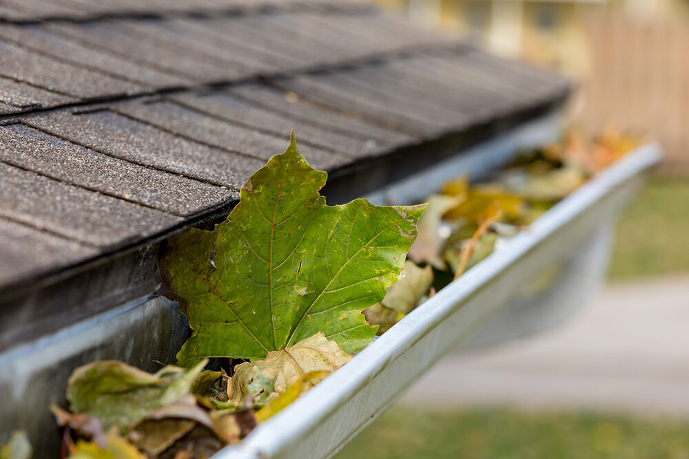 leaves in gutter