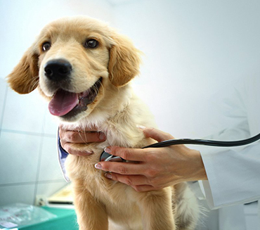 Dog at Vet