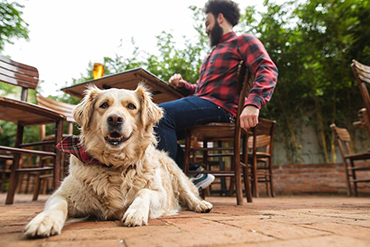 Dog at brewery