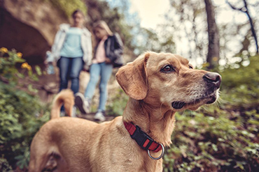 Dog on trail