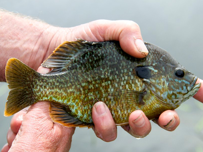 bluegill