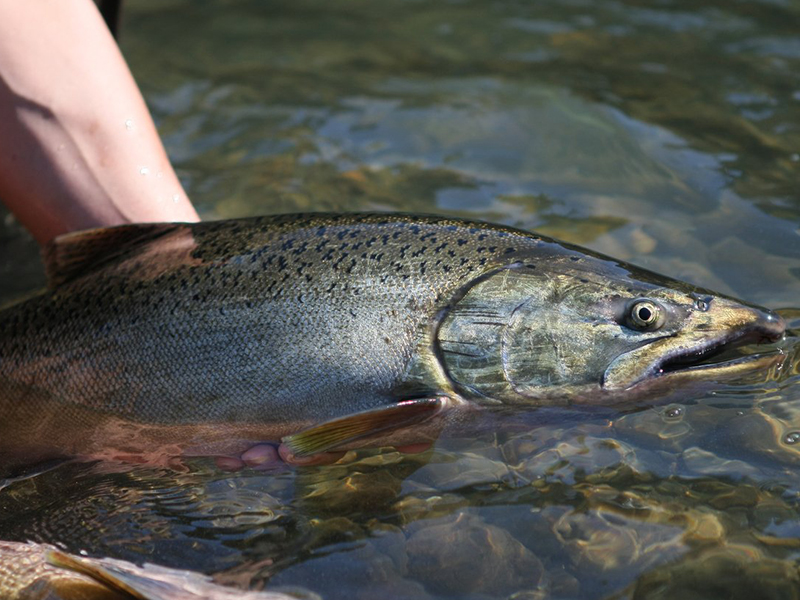 chinook salmon