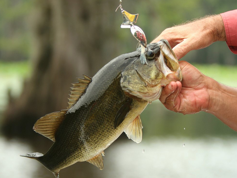 largemouth bass