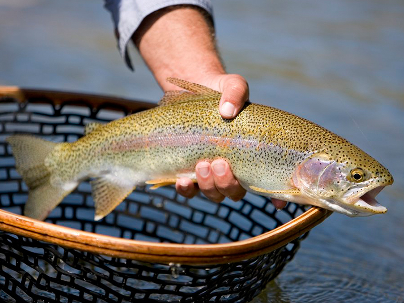 rainbow trout idaho