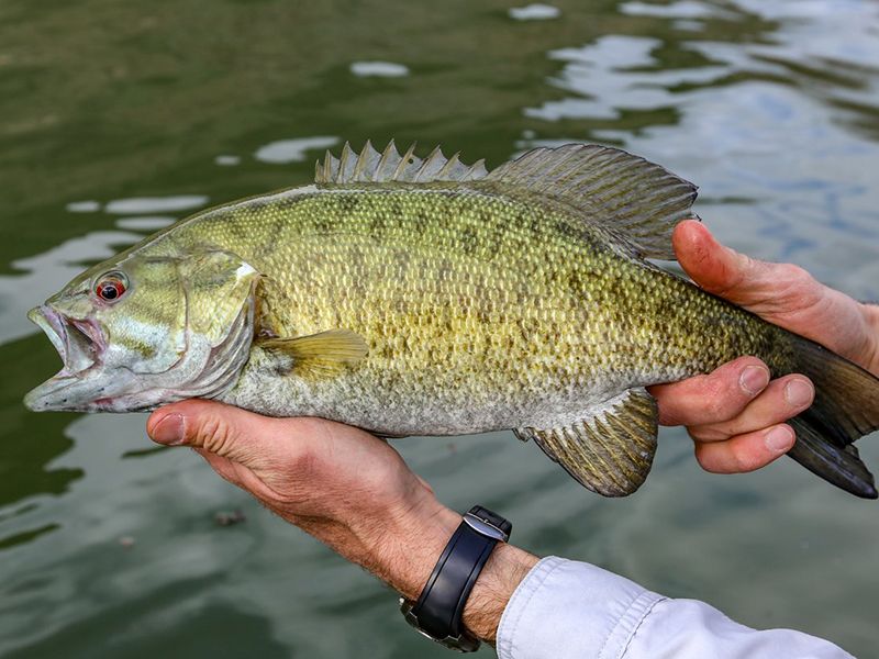 smallmouth bass