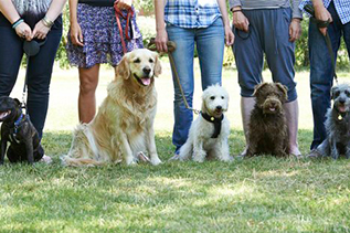 Dogs at Julia Davis Park