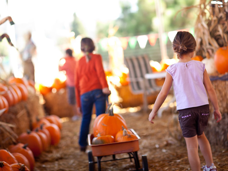 Pumpkin Patch