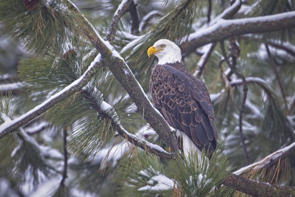 An alert bald eagle is perched on a snow covered branch in north Idaho.