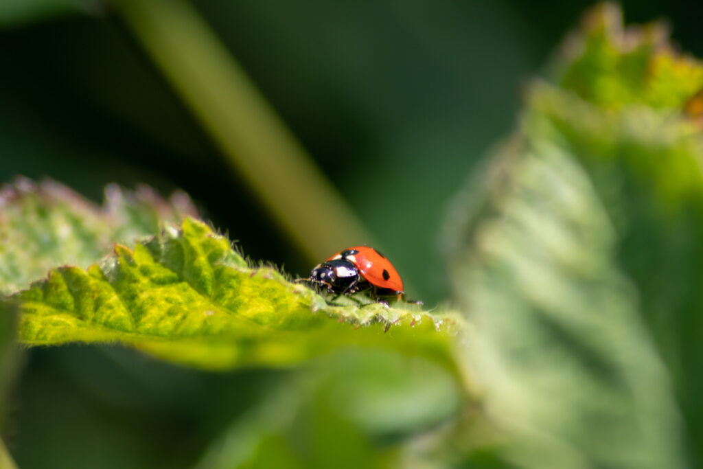 Beneficial insect ladybug red wings and black dotted hunting for plant louses as biological pest control and natural insecticide for organic farming with natural enemies reduces agriculture pesticides