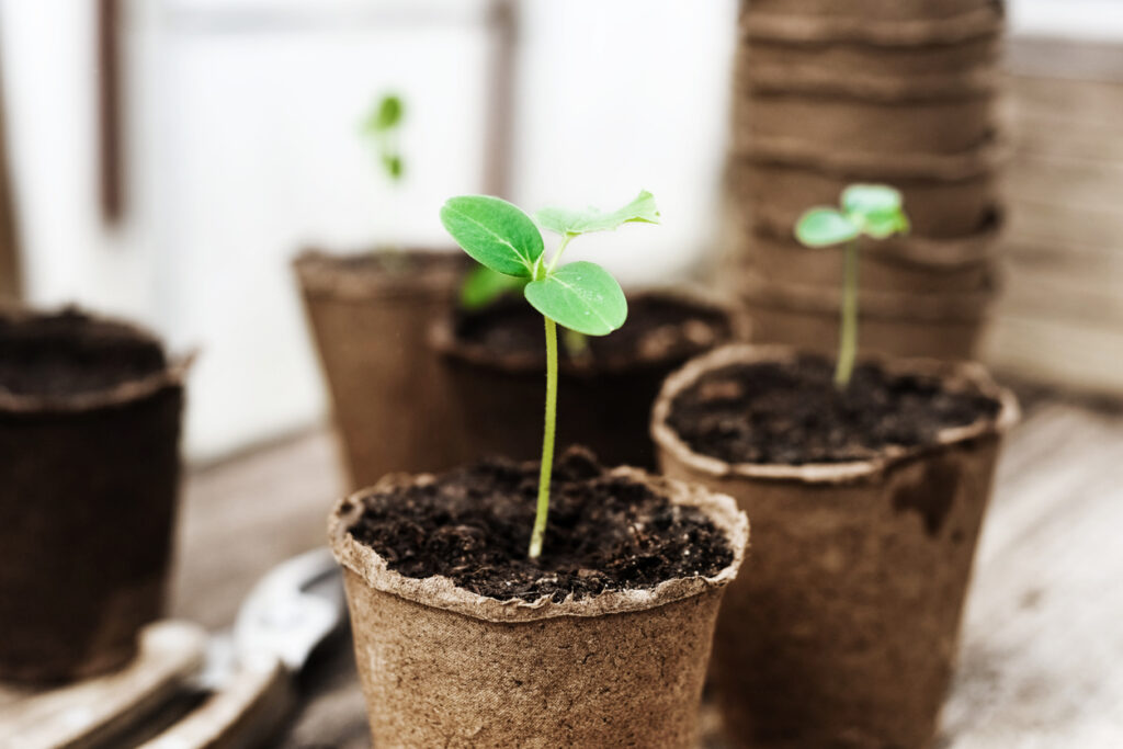 Seedling ready to be planted in the garden