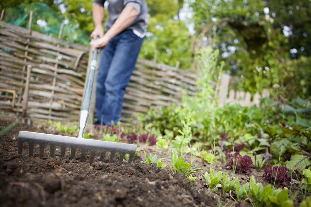 Gardener using metal rake to smooth out a vacated patch of earth on a raised bed in a vegetable garden prior to planting new seeds.