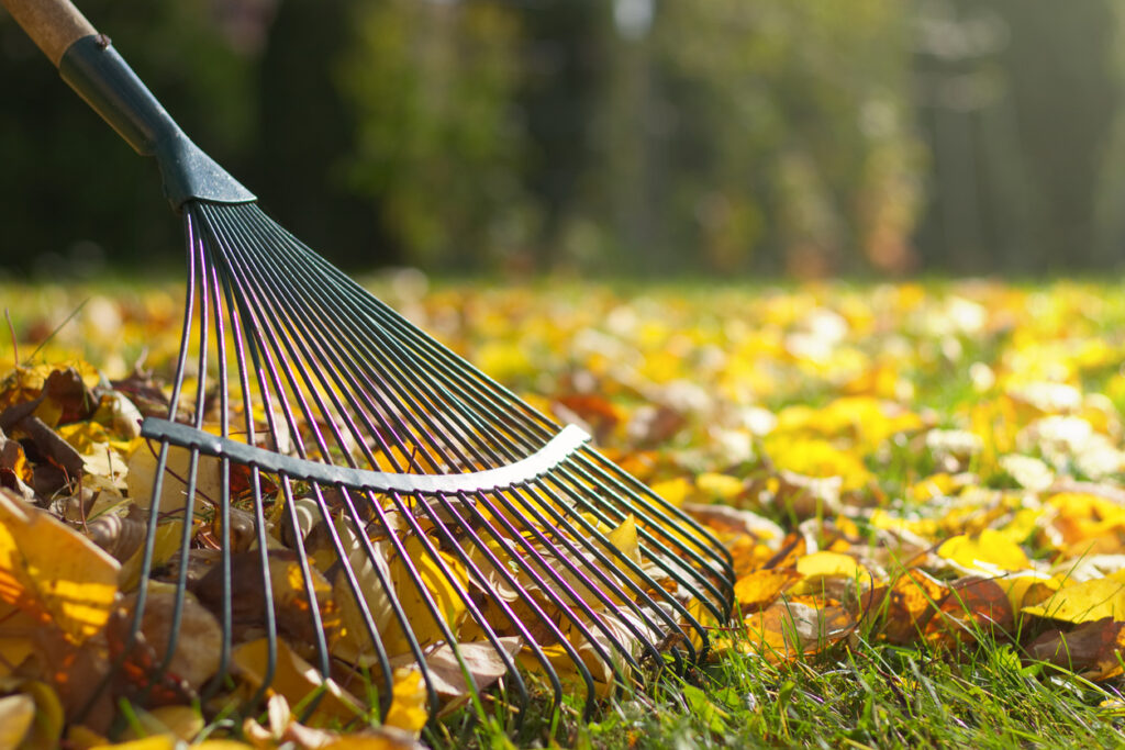 Raking fallen leaves in the garden