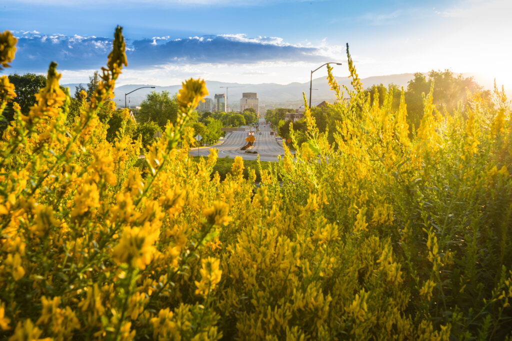 Boise city in the distance with beautiful flowers blooming in the foreground on a fine spring morning