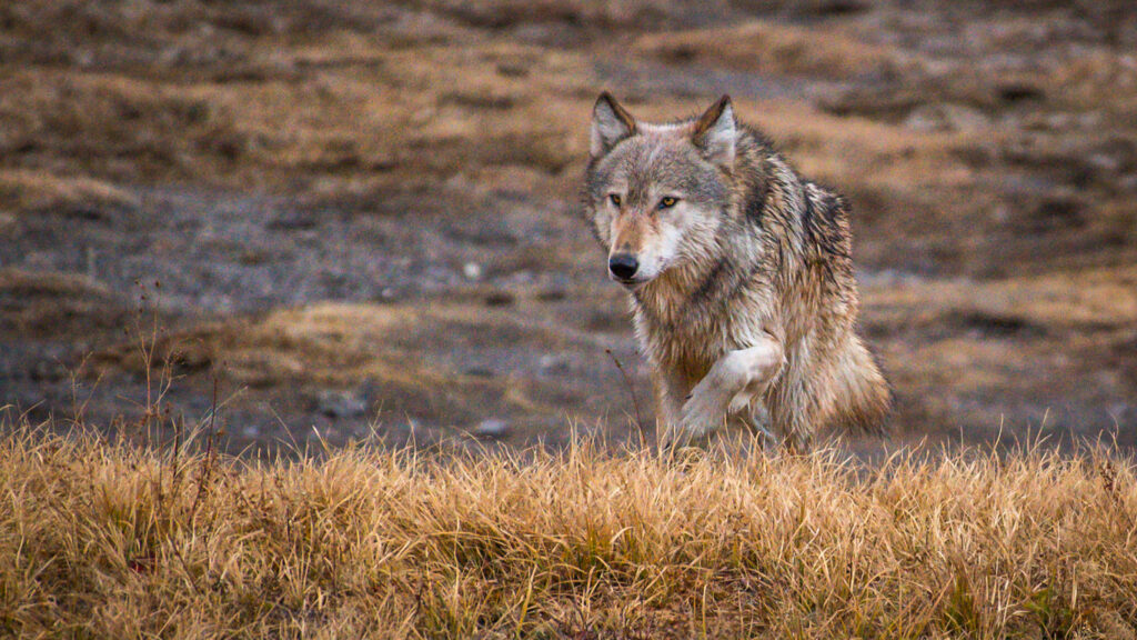Wapiti Pack of Black Grey and White Wolves in the Hayden Valley of Idaho Wolf