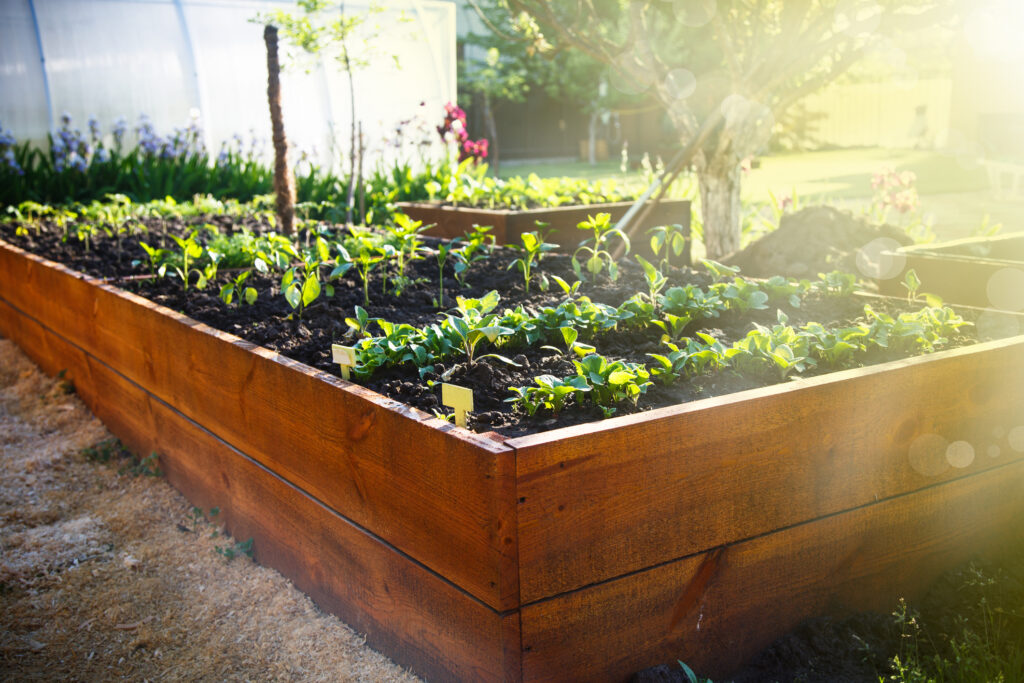 Spring green garden in a wooden box under the sun's rays