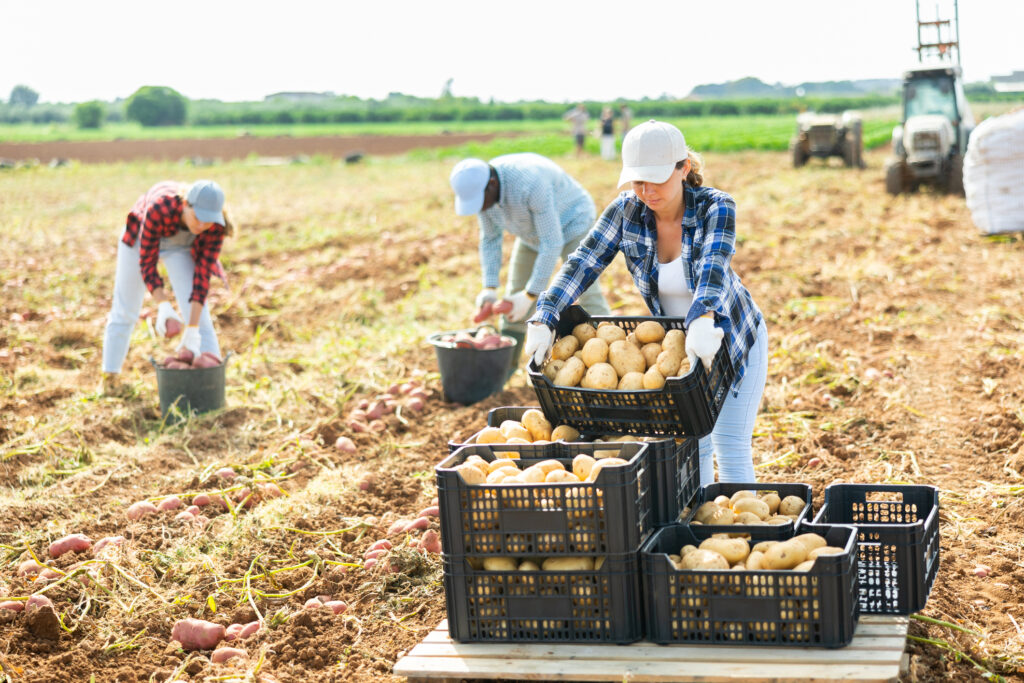 Young woman engaged in harvesting carrying crate full of harvested potatoes at vegetable farm