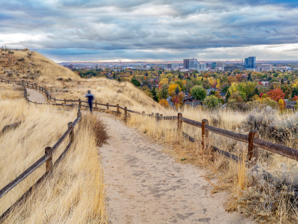 Tall tree Boise skyline and foot trail