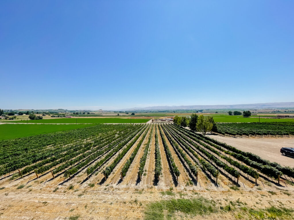 Koenig Vineyards